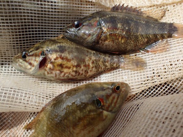 何これ ブサカワいい 川で捕れる個性的なルックスの魚3選 クラッソーネマガジン