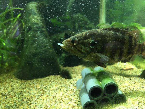 何これ ブサカワいい 川で捕れる個性的なルックスの魚3選 クラッソーネマガジン